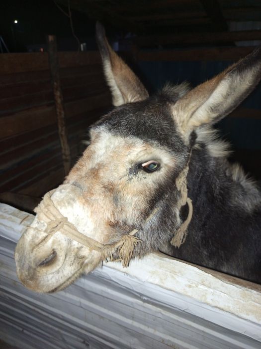 Сатылады елек 30мың