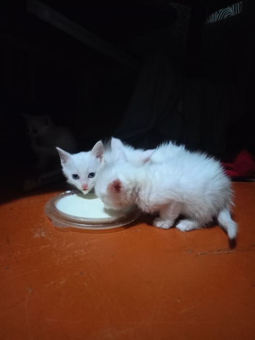 Срочно отдам котят