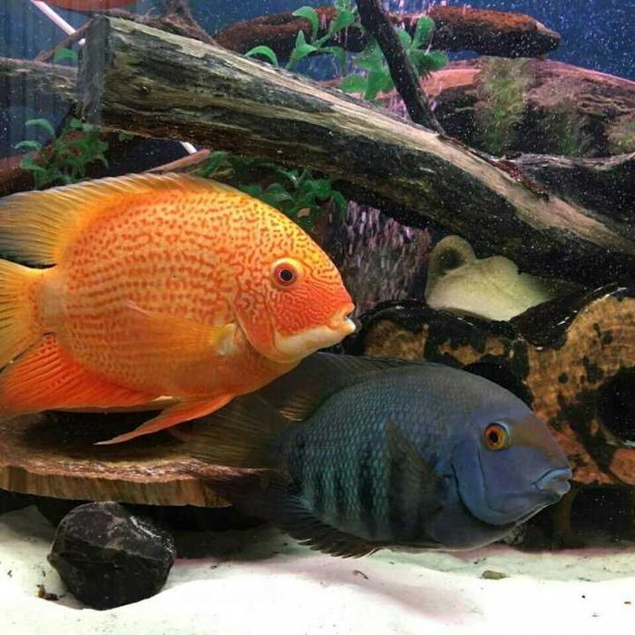 Аквариумная рыбка "Северум"