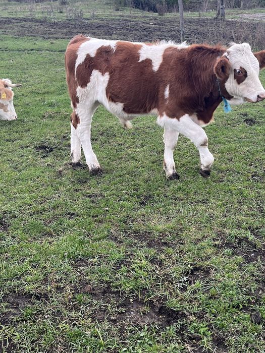 Tauras Baltat Romanesc…..