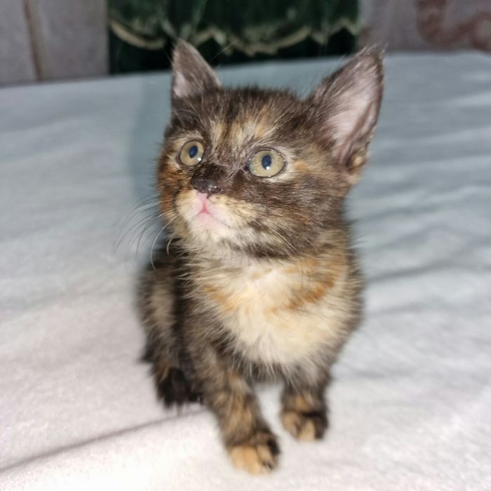Котятки ищут семью