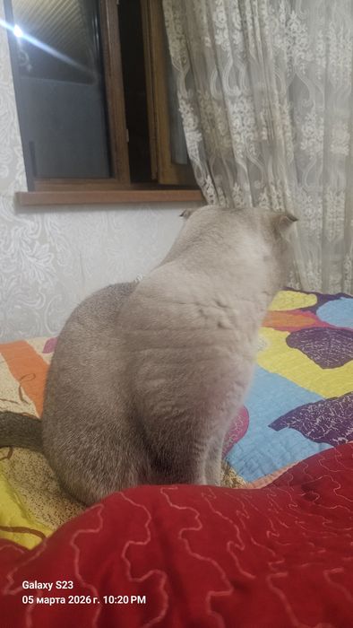 Мышык оте таза британский