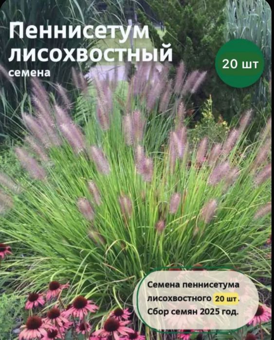 Продам семена декоративных злаков и трав