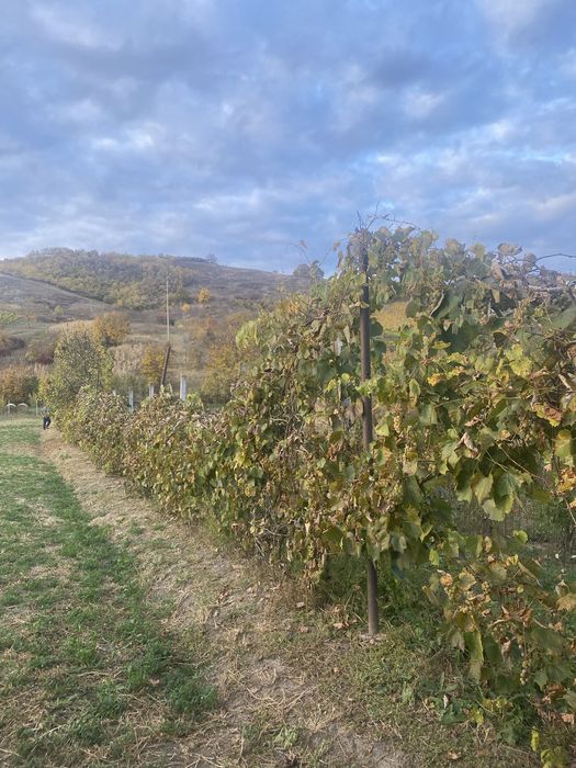 Vând struguri delevar alb/rosu