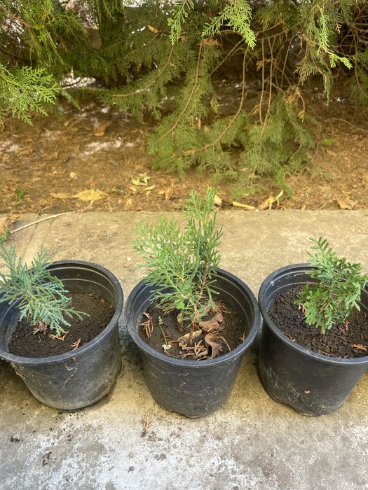 Туя- оградна