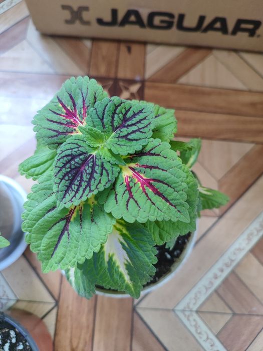 Комнатные растения цветы колеус