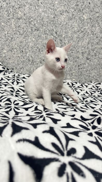 Продам котёнка породистый