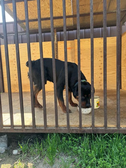 Продам ротвейлера с вольером