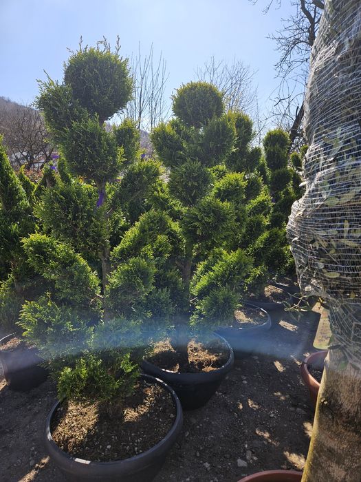 Laur bună photinia bonzai spirale yuca photinia