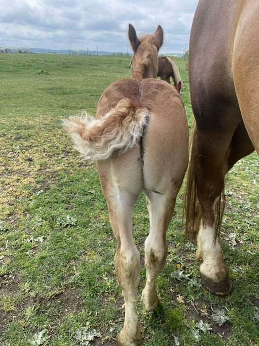 Vand iapa 10 ani cu manz !