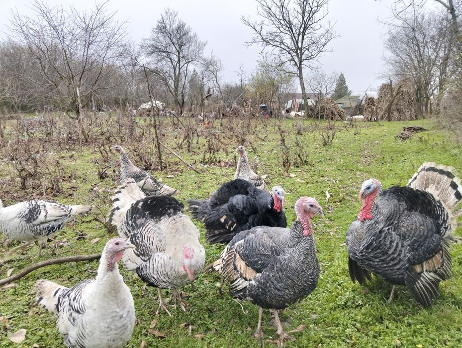 Vând curci și curcani românești