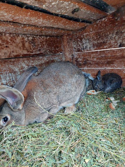 Vând iepurițe Urias German și Californiene