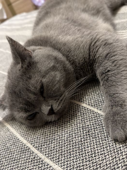 Кошка для вязки самец (Скотиш Страйт)