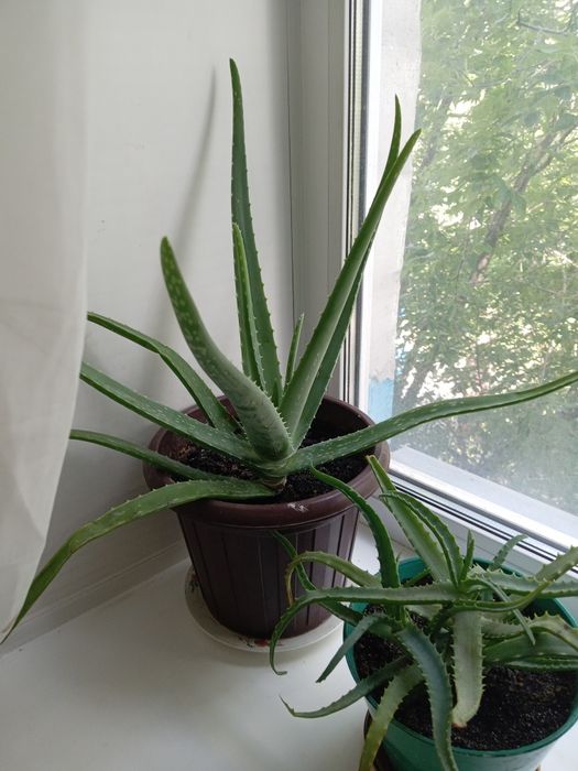 Комнатные расписания