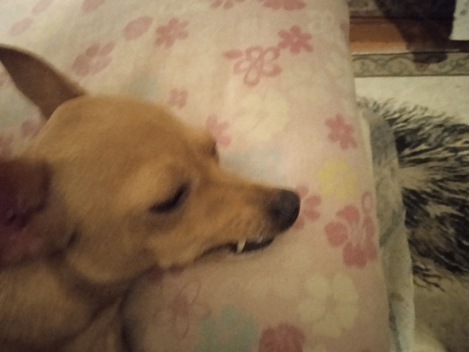 Вязка той терьер Девочка