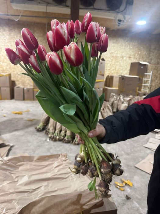 Тюльпаны оптом от 350 тг