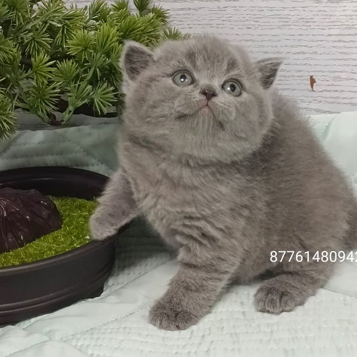 British fold котята