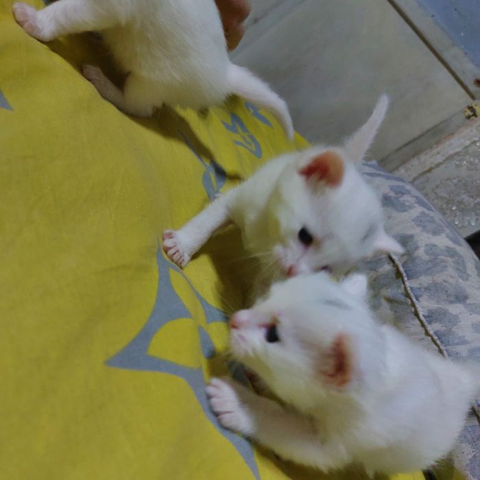 Все нашли себе дом. Раздали всех