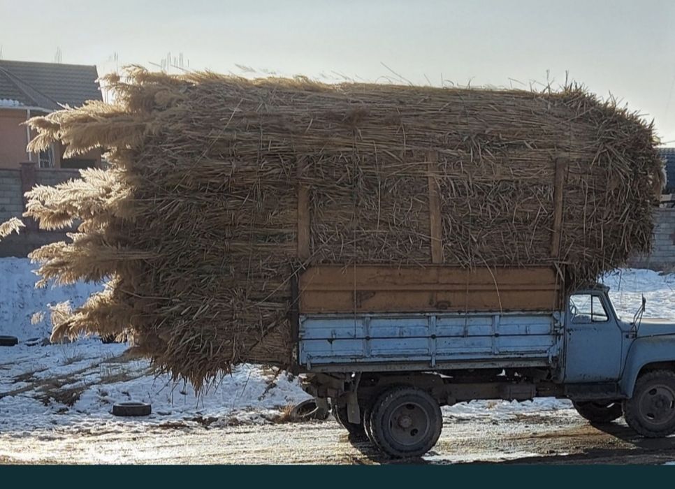 Қамыс    Камыс  .