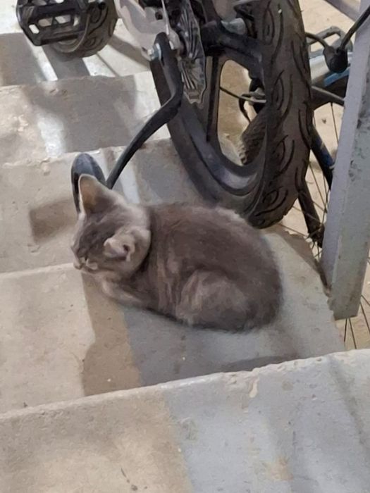 Котята 3 недели.