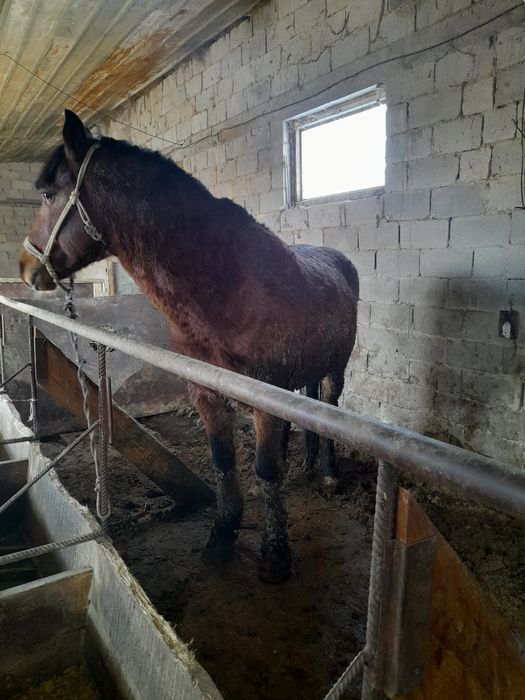 Айгыр семиз 7жасар