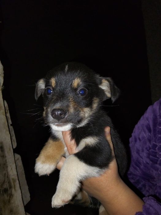 Отдам щенят в добрые руки