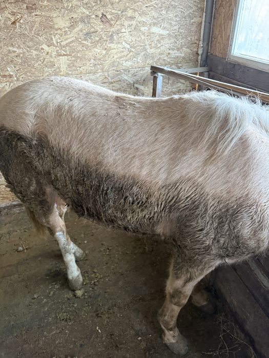 Семіз құнан сатылады