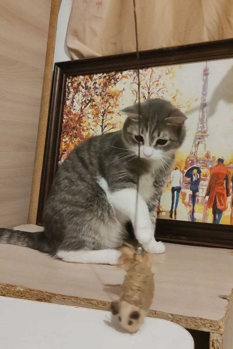 Добрый котик ищет дом