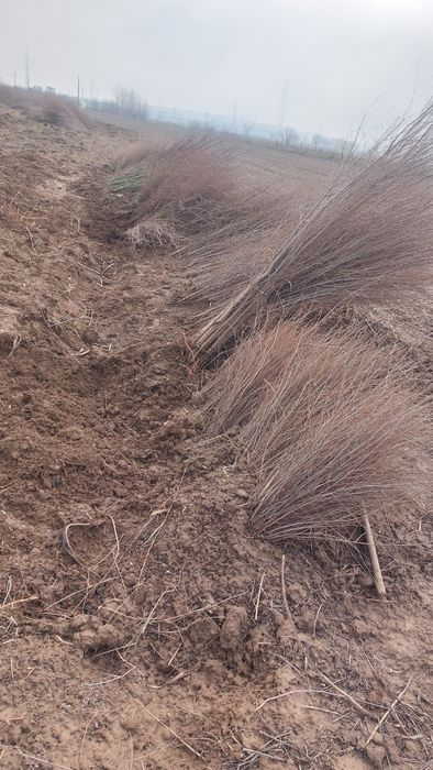 Қарағаш көшеттері