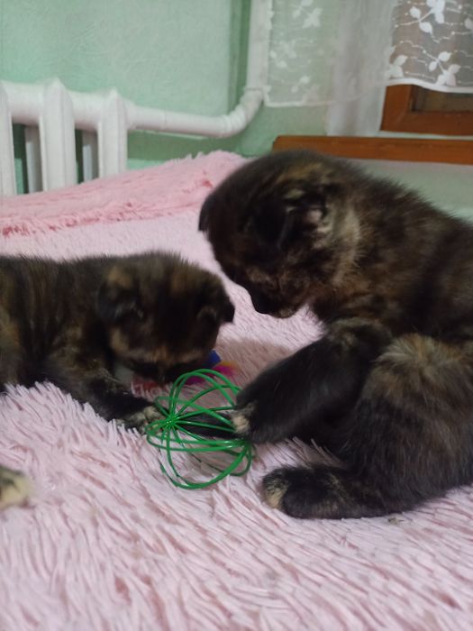 Продам милых котят