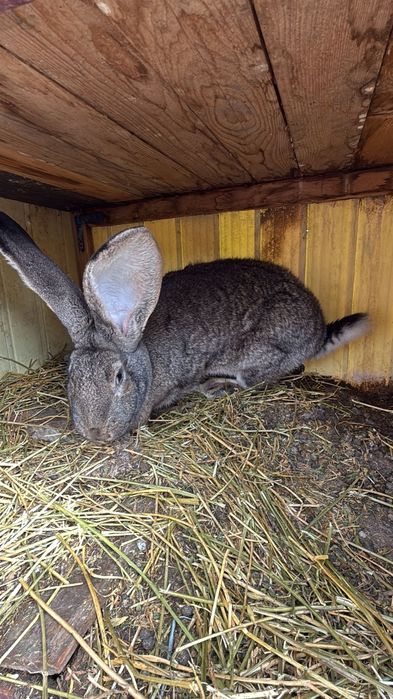 Pereche iepuri urias german