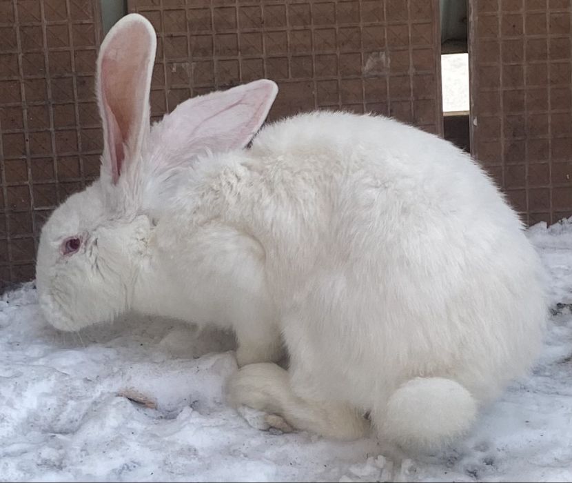 Продам кроликов для разведения