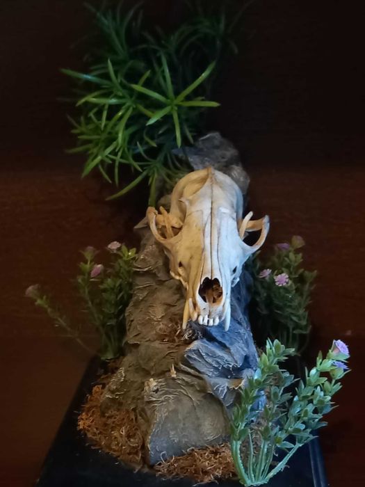 trofeu,trofee,craniu de vulpe cu decor Germania