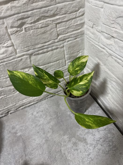 Продаю комнатные цветы