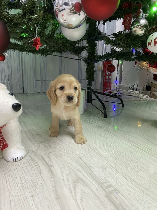 Cocker Spaniel disponibil