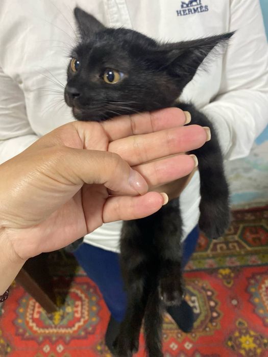 Отдам в добрые руки