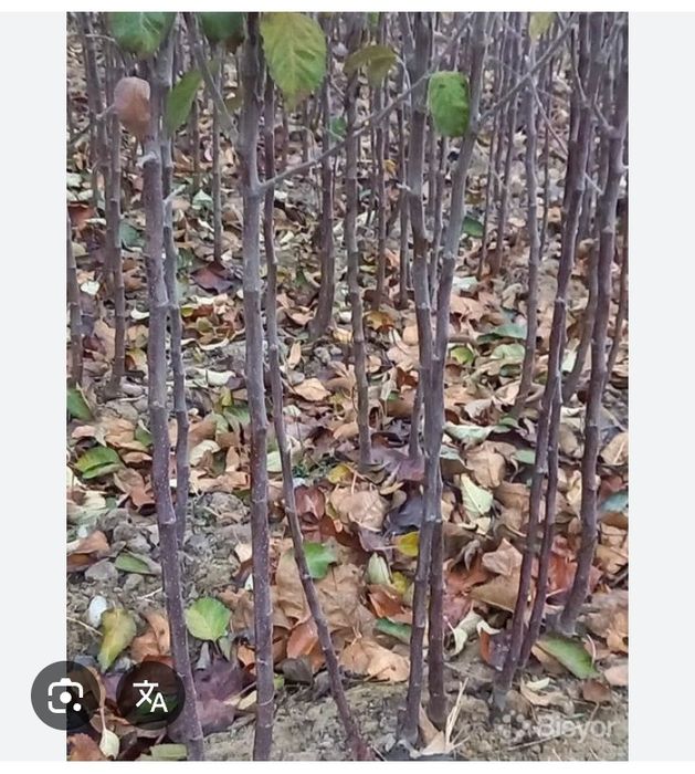 Олма кучатлари бор