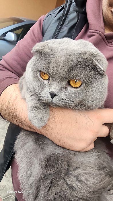 Илт.охиргача укинг! Мушук вязкага (кушишга) сотилмиди, хадя килинмиди