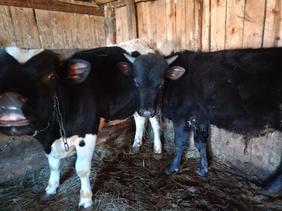 Продам двух быков с откорма.