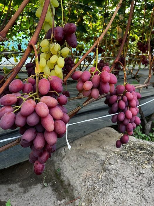 Soiuri pentru colectie de vita de vie la ghiveci