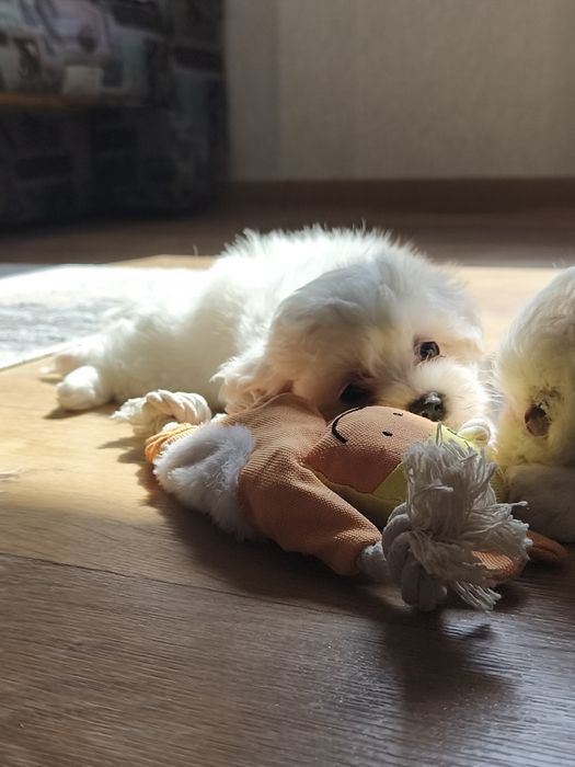 Малтийска болонка