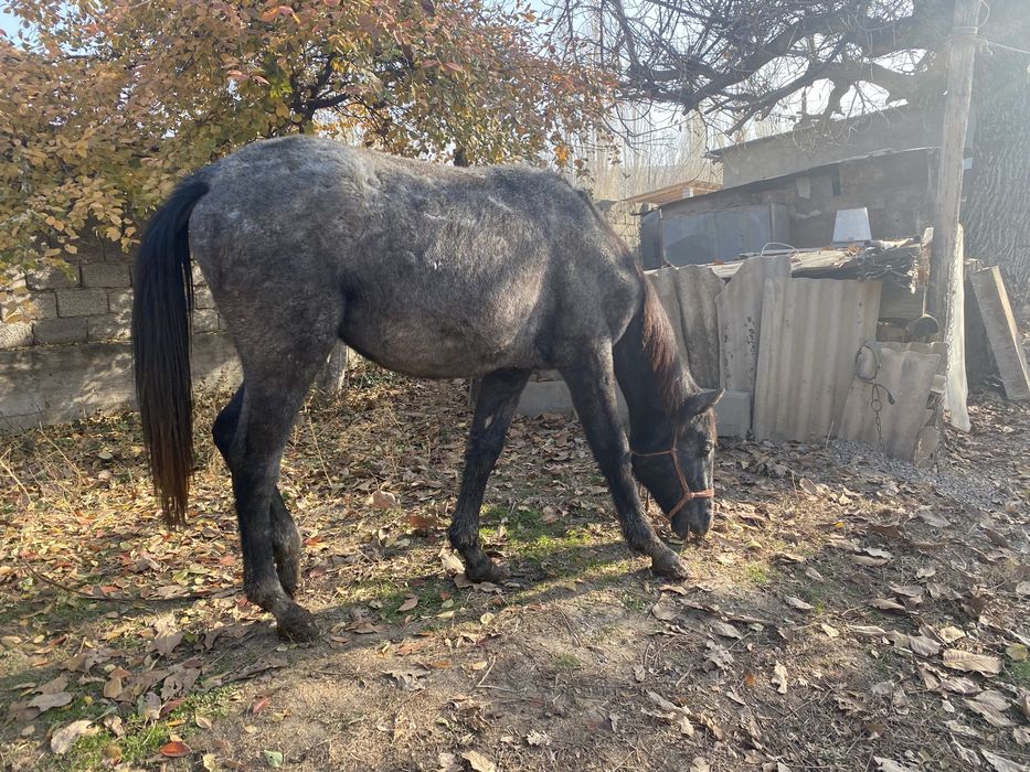 Лошадь жылкы 1.7 жасар