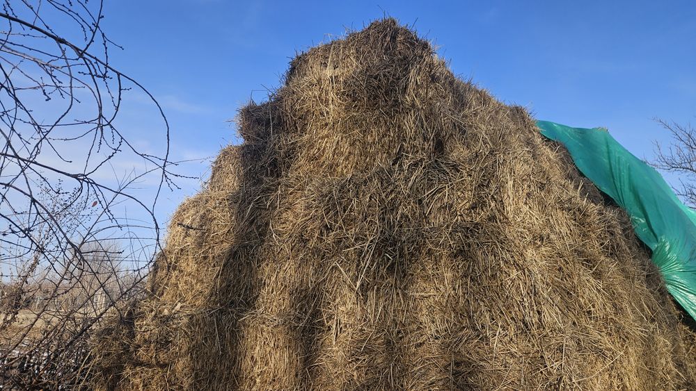 Продам сено люцерню в тюках
