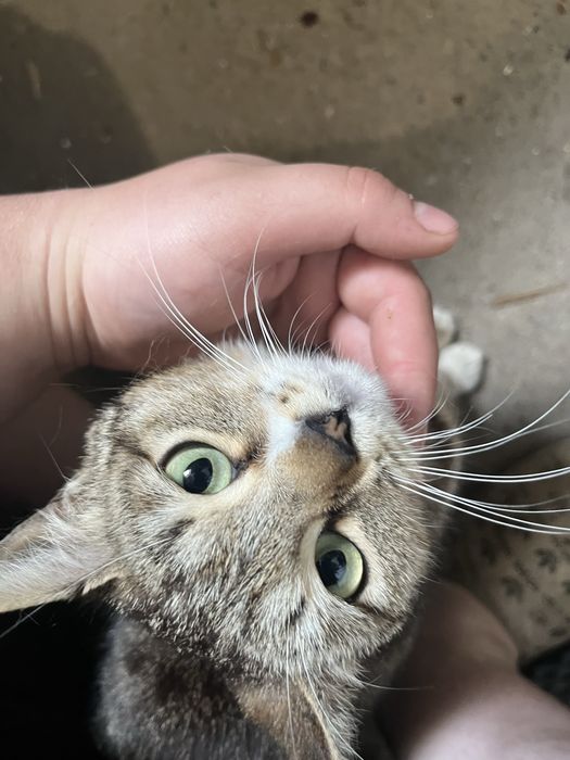 Отдается в добрые руки кошечка