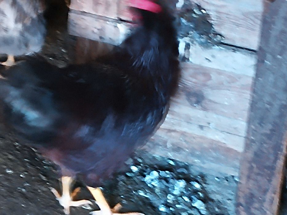 Cocosi Jersey și new hamshire