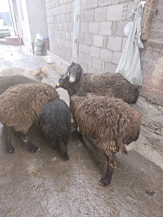 матки с ягнятами