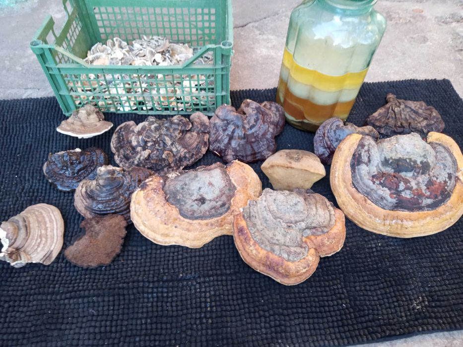 Pachet ciuperci medicinale: Reishi/Ganoderma/Phellinus/Versicolor