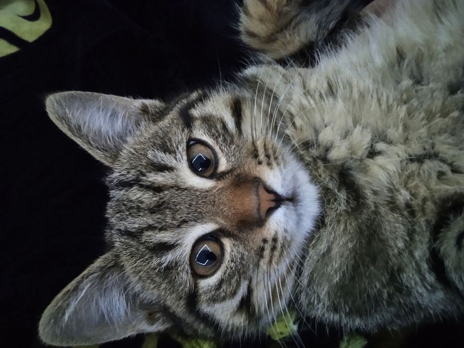 Отдам кошек .МУШУК безплатно