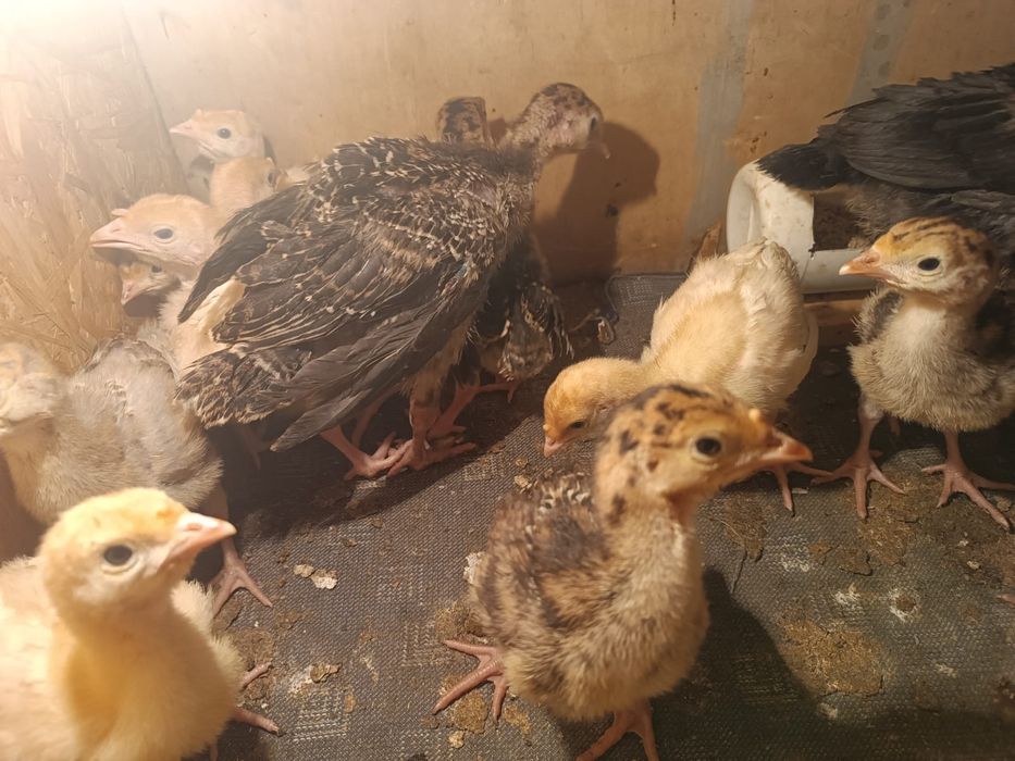 Индюшата индюшата