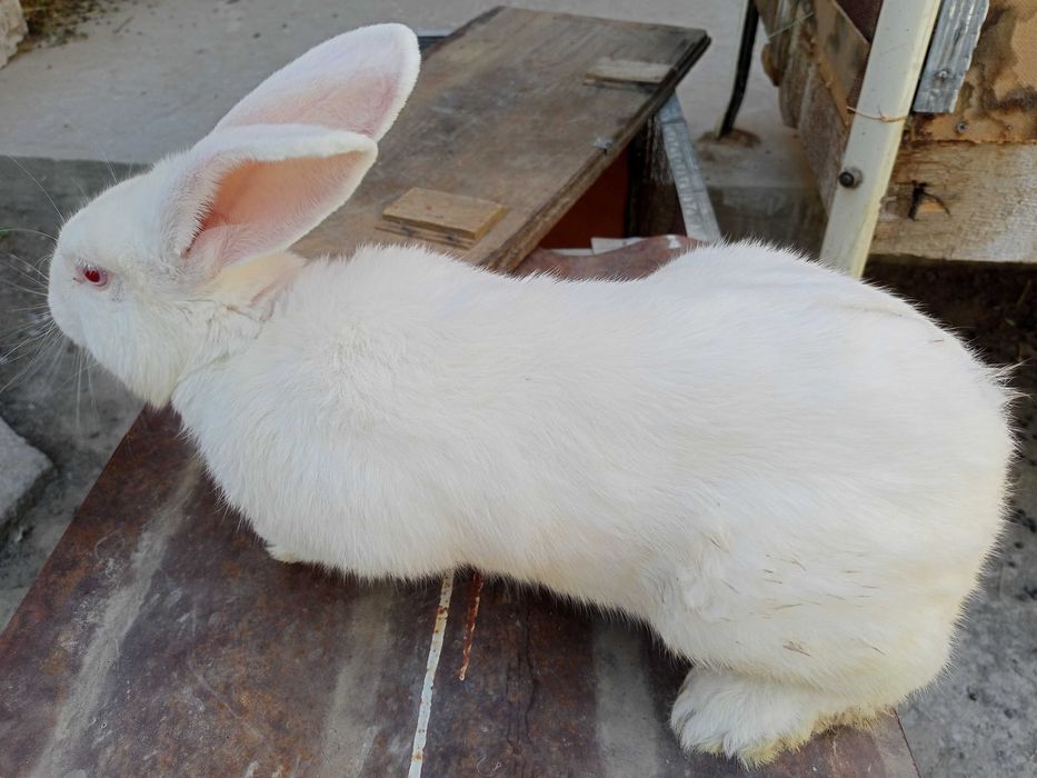 Кролики малыши месячные крупной породы
